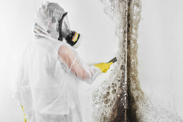 Best Crawl Space Mold Removal  in Morton, WA