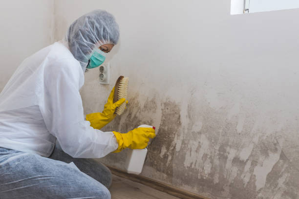 Best Mold Cleaning Services  in Morton, WA