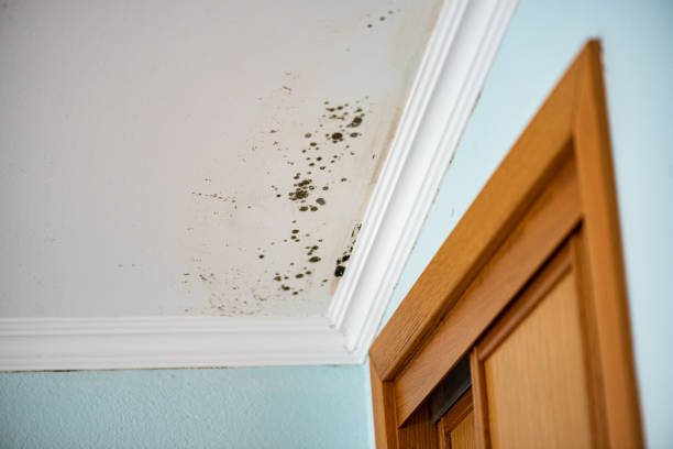 Best Mold Remediation  in Morton, WA