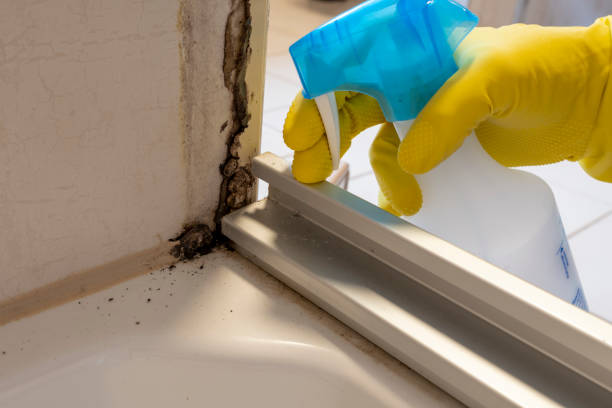 Best Fast Mold Removal  in Morton, WA