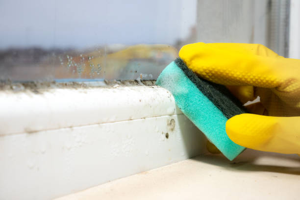 Best Commercial Mold Removal  in Morton, WA