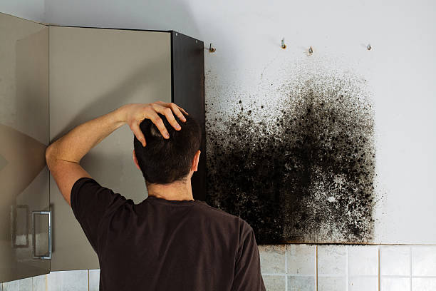 Best Mold Testing  in Morton, WA