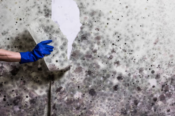 Best Affordable Mold Removal  in Morton, WA