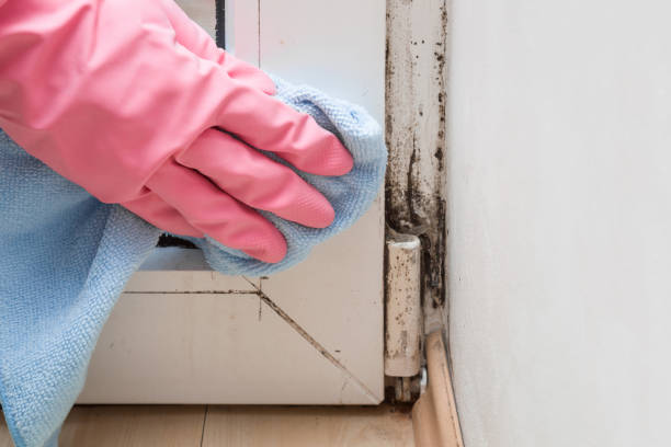 Trusted Morton, WA Mold Removal Experts